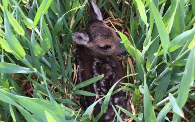 28. April 2019 – Übungseinsatz mit Kitzfund